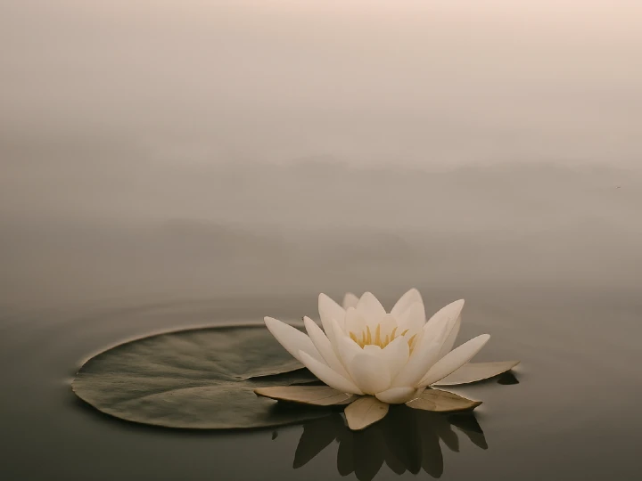 Flor de loto blanca sobre agua en calma